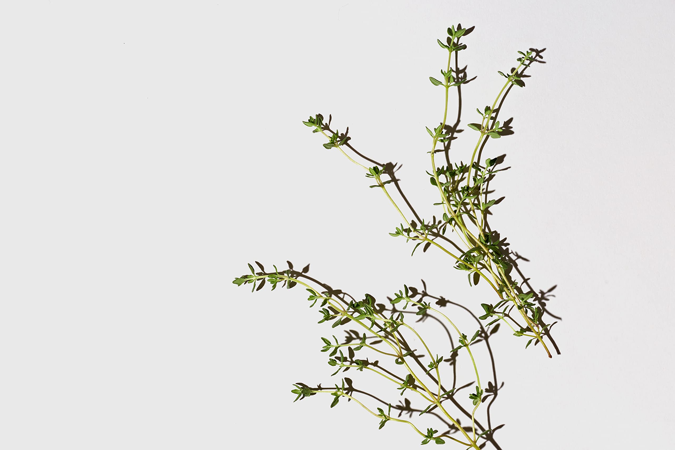 LATHER Appoint-Mint hair mask tube provides avocado mint weekly rejuvenation.