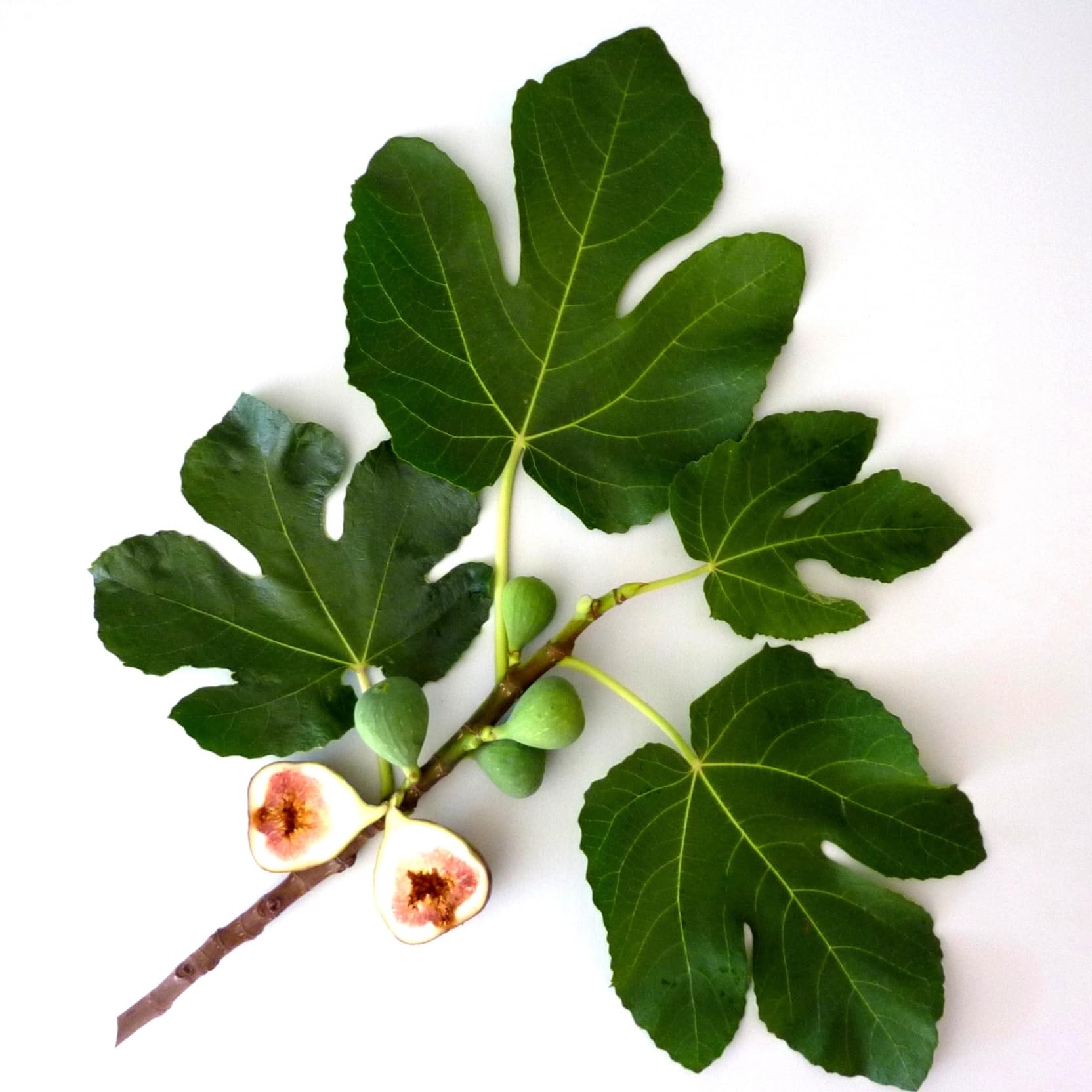 Murchison-Hume Velvet Glove Hand Cream Original Fig fragrance enhances routine