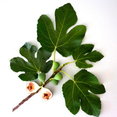 Murchison-Hume Velvet Glove Hand Cream Original Fig fragrance enhances routine