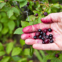 NATURE'S APOTHECARY Huckleberry Lotion in hand, ideal for gentle application on sensitive skin.
