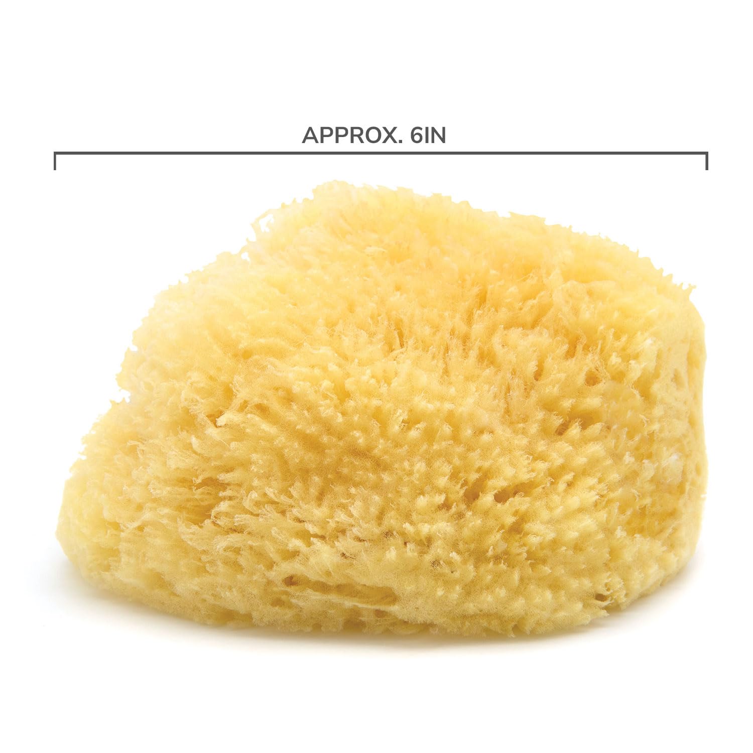 Neptune Caribbean Sea Sponge dries compact but expands when soaked for full size