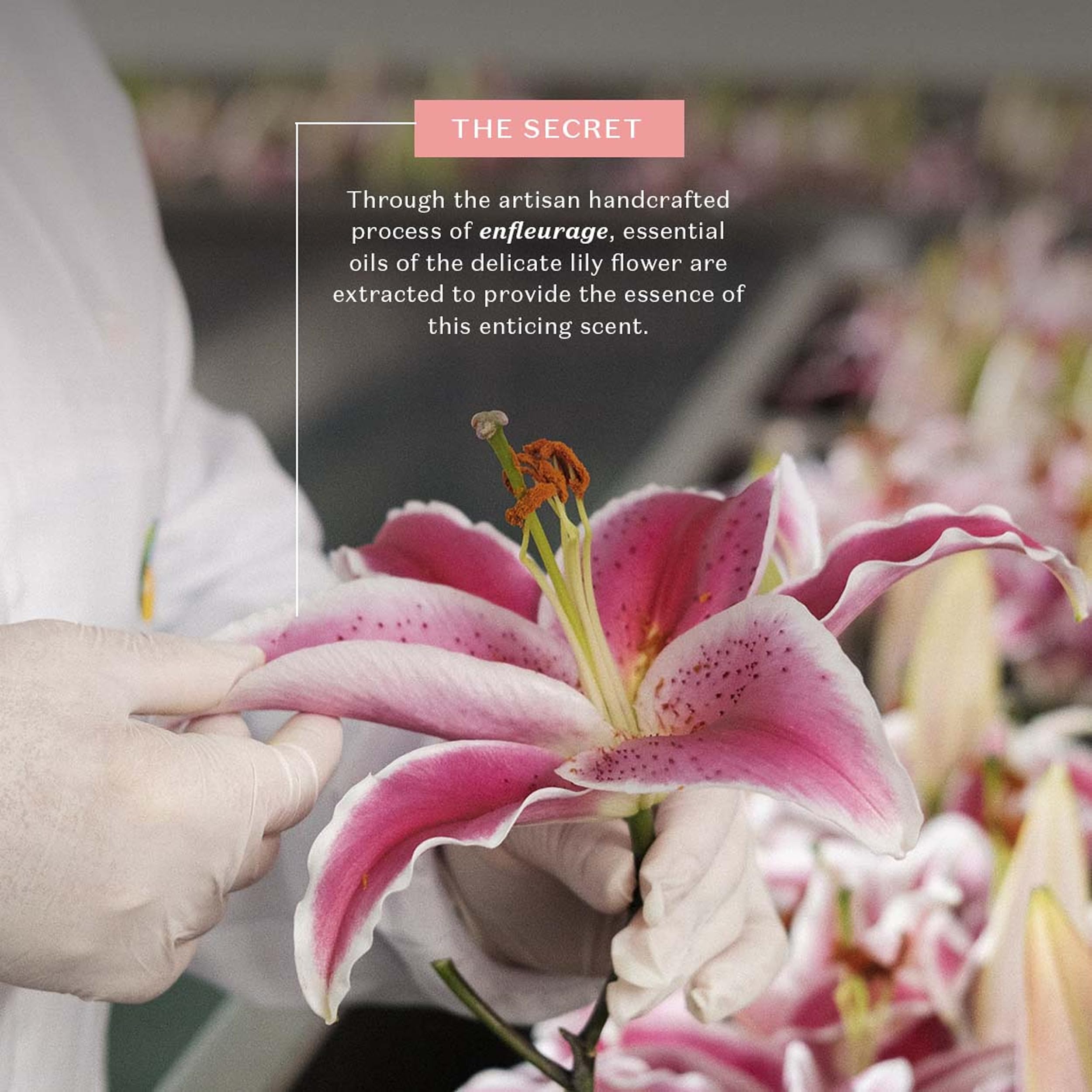 Fragrance notes of Lily with citrus and vanilla for a fresh aura.