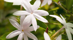 OPO Jasmine Hydrosol spray ready for on the go skin toning and scent.