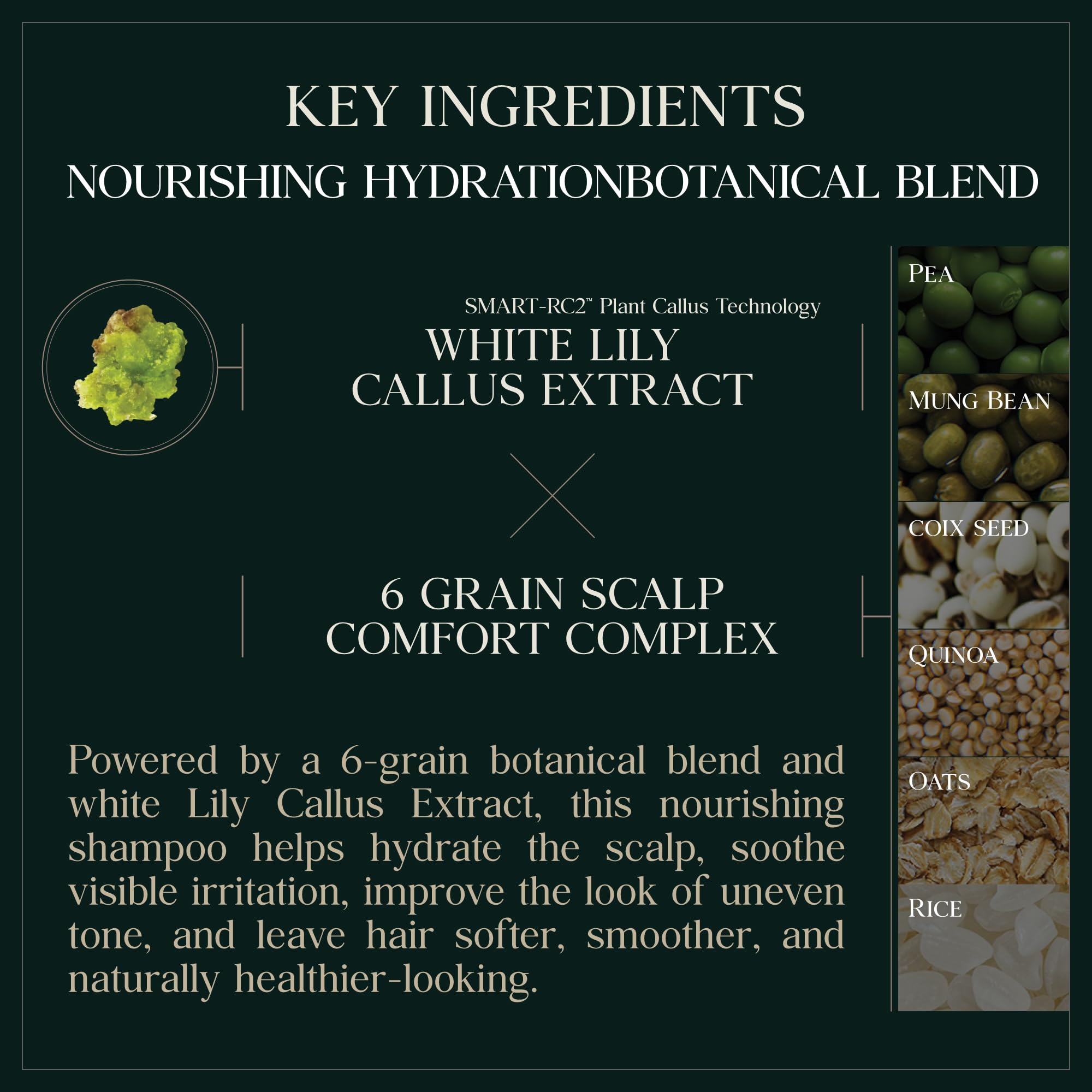 PUREBBLE ingredients grains close-up highlighting nourishing grains