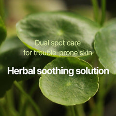 Pyunkang Yul PKY patch with Centella Asiatica, Tea Tree and Houttuynia for calming spot care