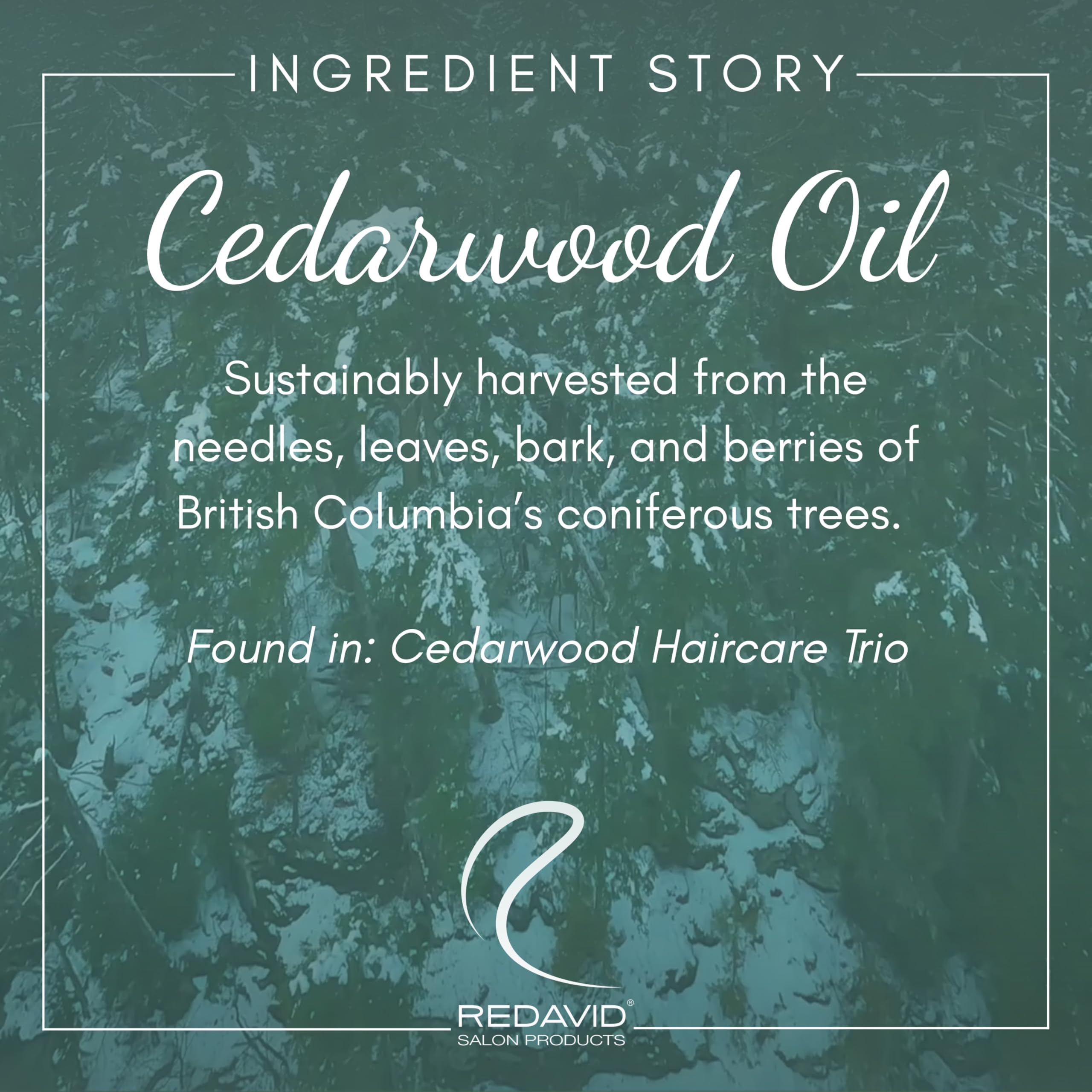 Pouring Redavid Cedarwood Shampoo into hand for a lightweight, residue-free wash.