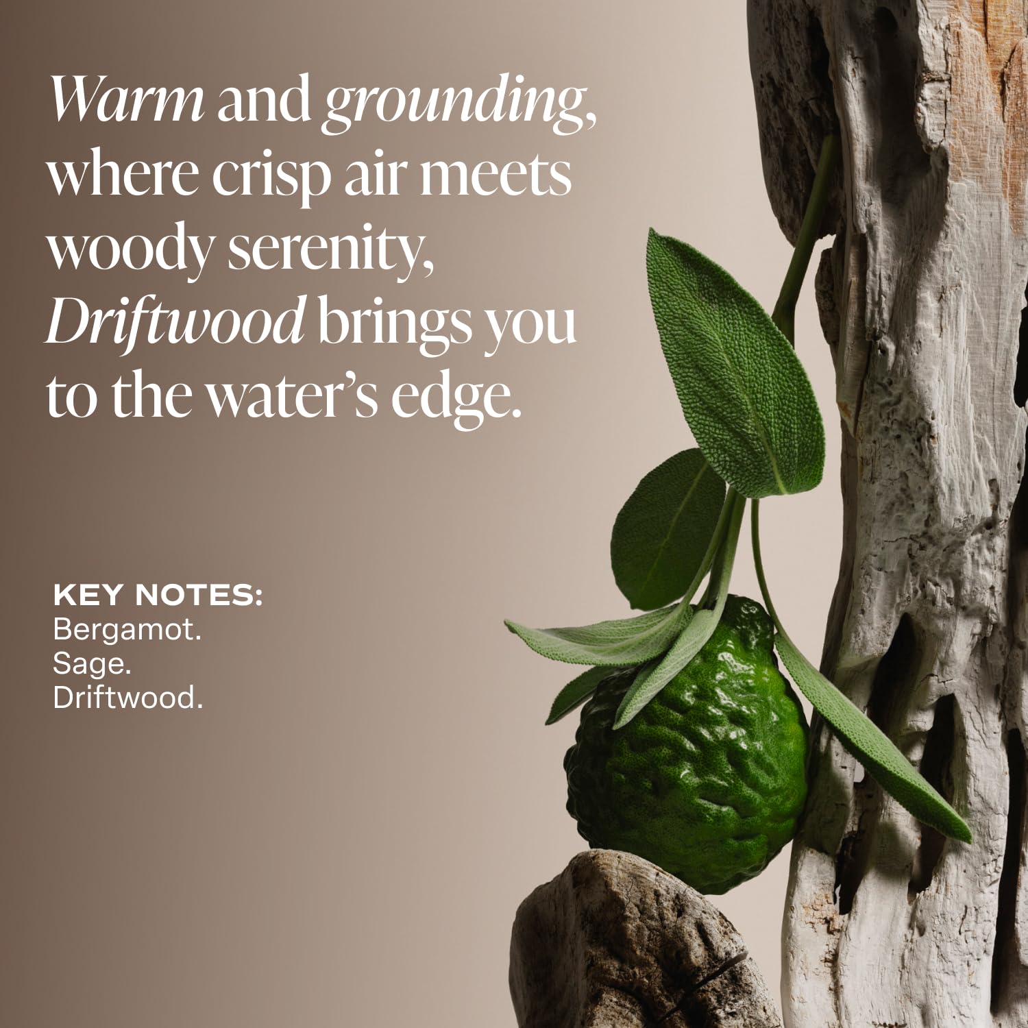 Saltair Driftwood 2-pack packaging ready for gifting or sharing.