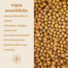 Solluna Hydrating Anti-Aging Moisturizer ingredients closeup spotlights pumpkin seed stem cells and rose oils.