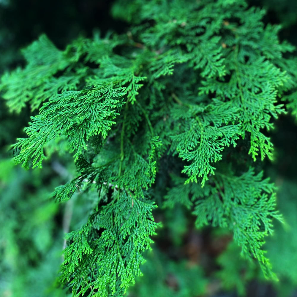 TE + TE Hinoki Body Wash aroma delivers spa-like onsen calm during showers.