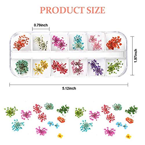 Close-up of Teenitor dried flower petals showing bright colors for detailed nail art.