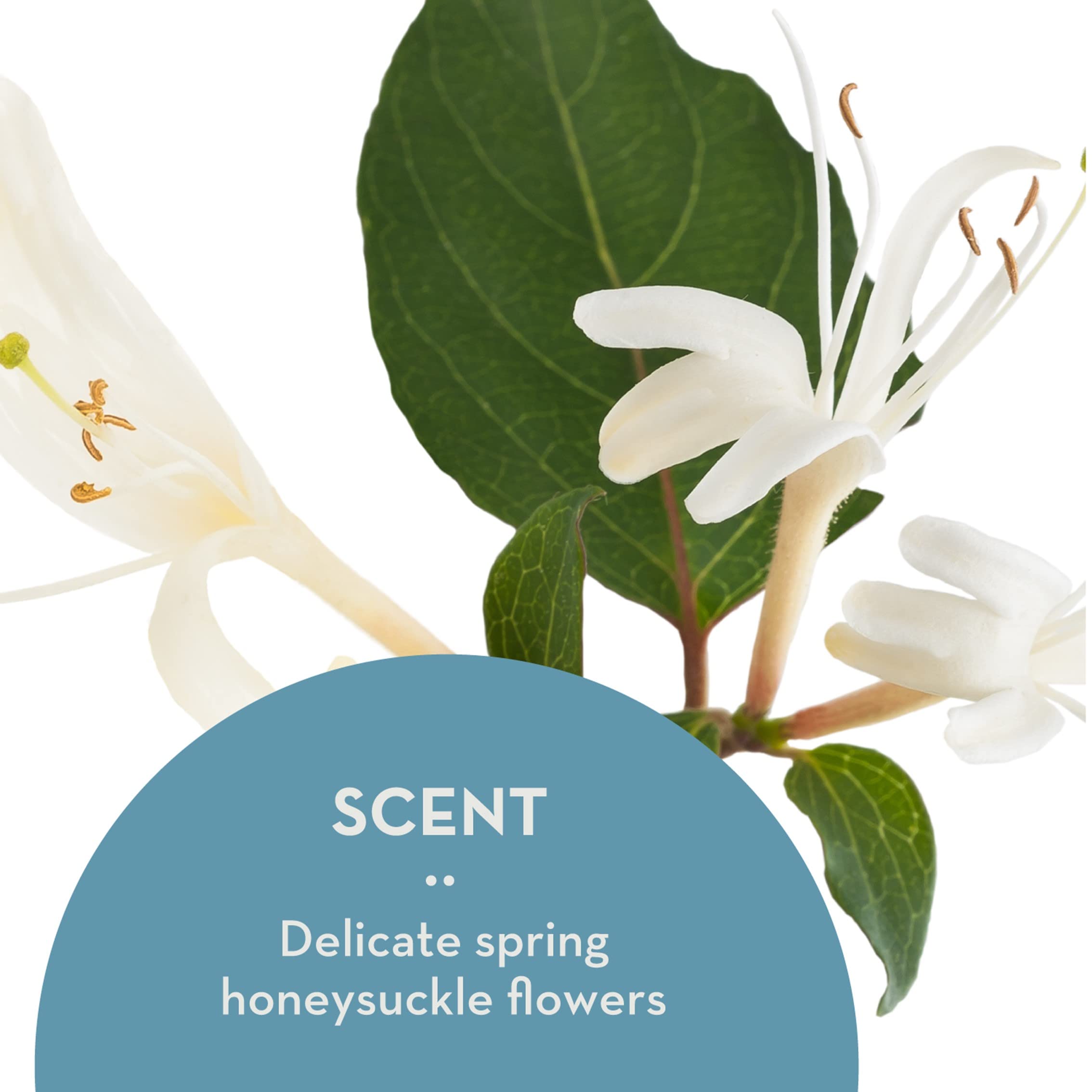 Ingredients panel of The Organic Skin Co Dream Cream with key botanicals