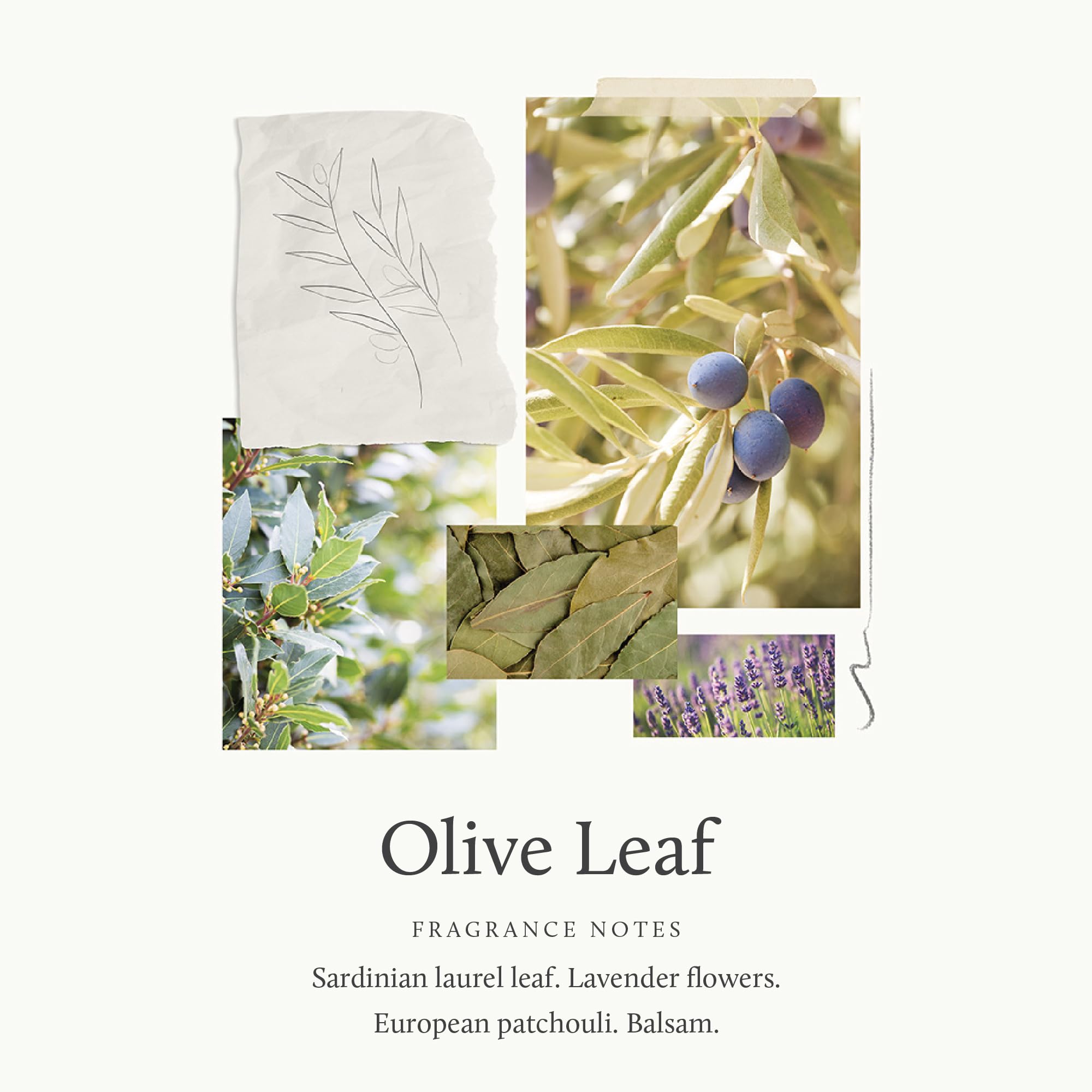 Thymes Artisan packaging olive leaf soap enhances gifting appeal.
