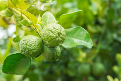 US Organic Bergamot Oil aromatherapy use for calming spaces