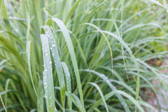 Diffuser-ready lemongrass oil blend from US Organic