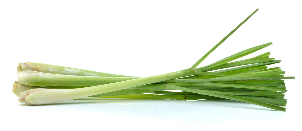 Steam-distilled US Organic Lemongrass Essential Oil process visual