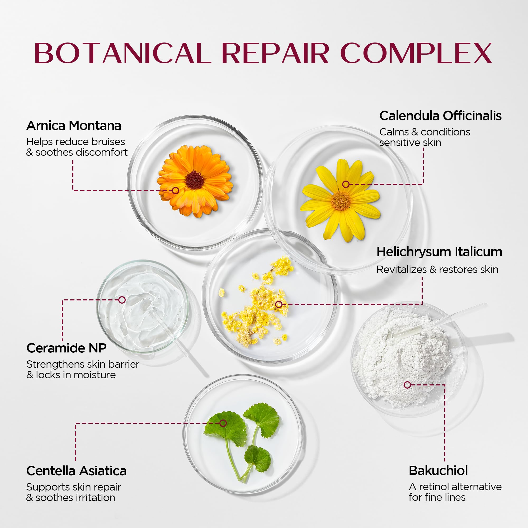 Vigority Helichrysum Italicum ingredient features botanical goodness for daily renewal