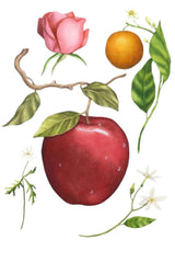Zara Apple Juice EDT base notes, cedarwood and sandalwood for warm depth.